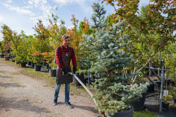 Best Tree Risk Assessment  in Midland, WA